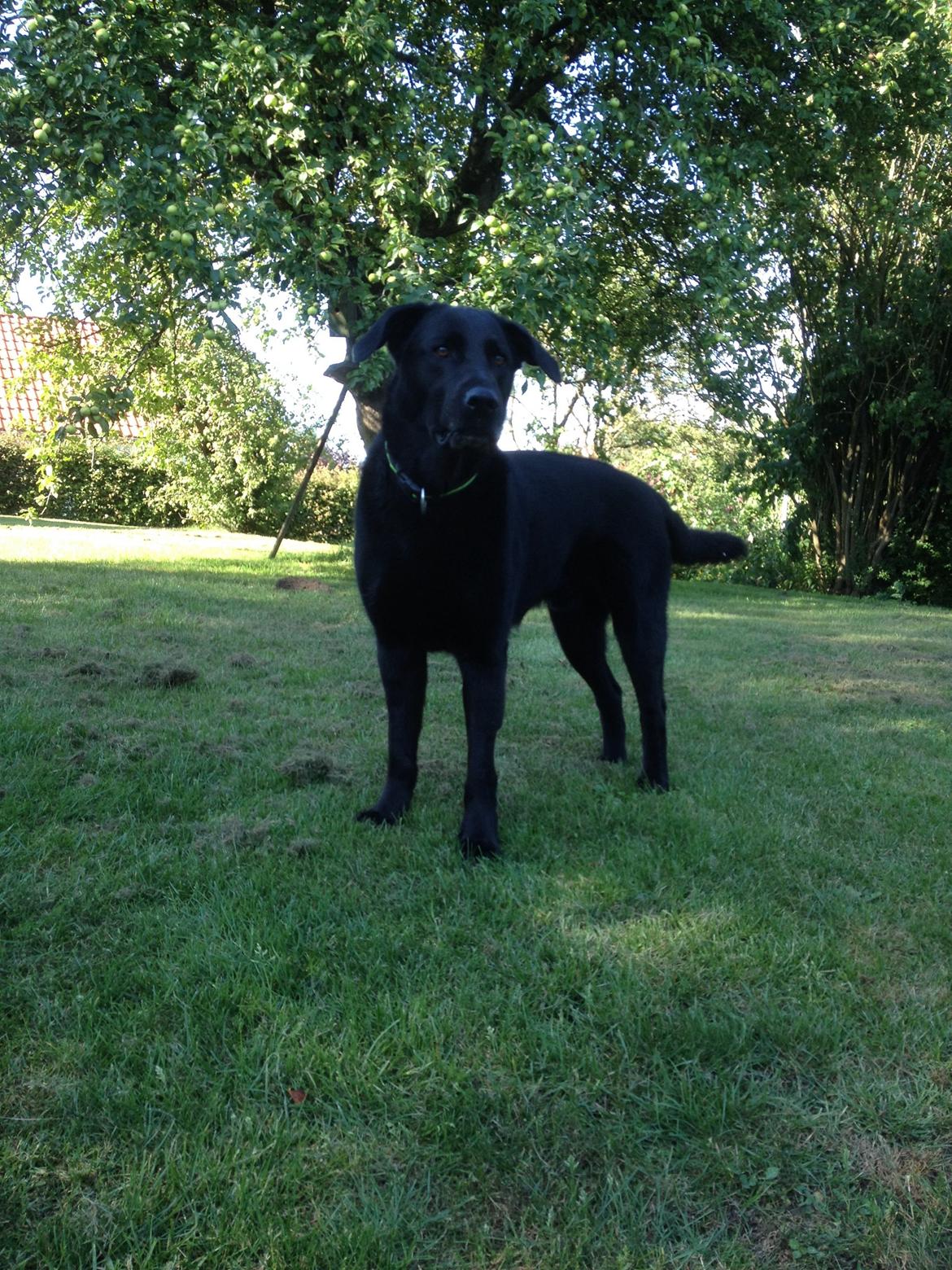 Blanding af racer Boss billede 27