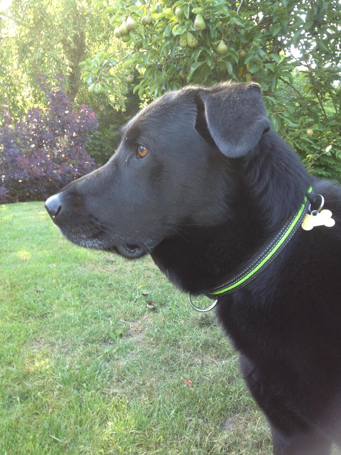 Blanding af racer Boss billede 28