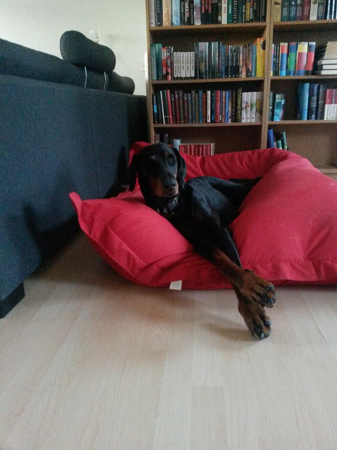 Dobermann Raphaels Kahla-Sheena (Sheena) billede 3