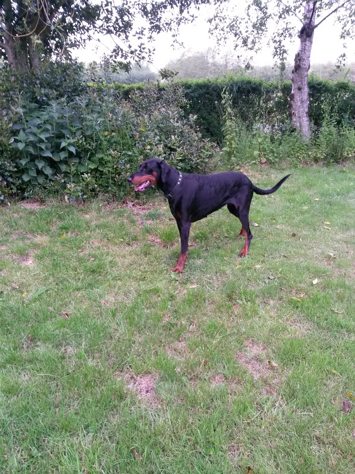 Dobermann Raphaels Kahla-Sheena (Sheena) billede 4