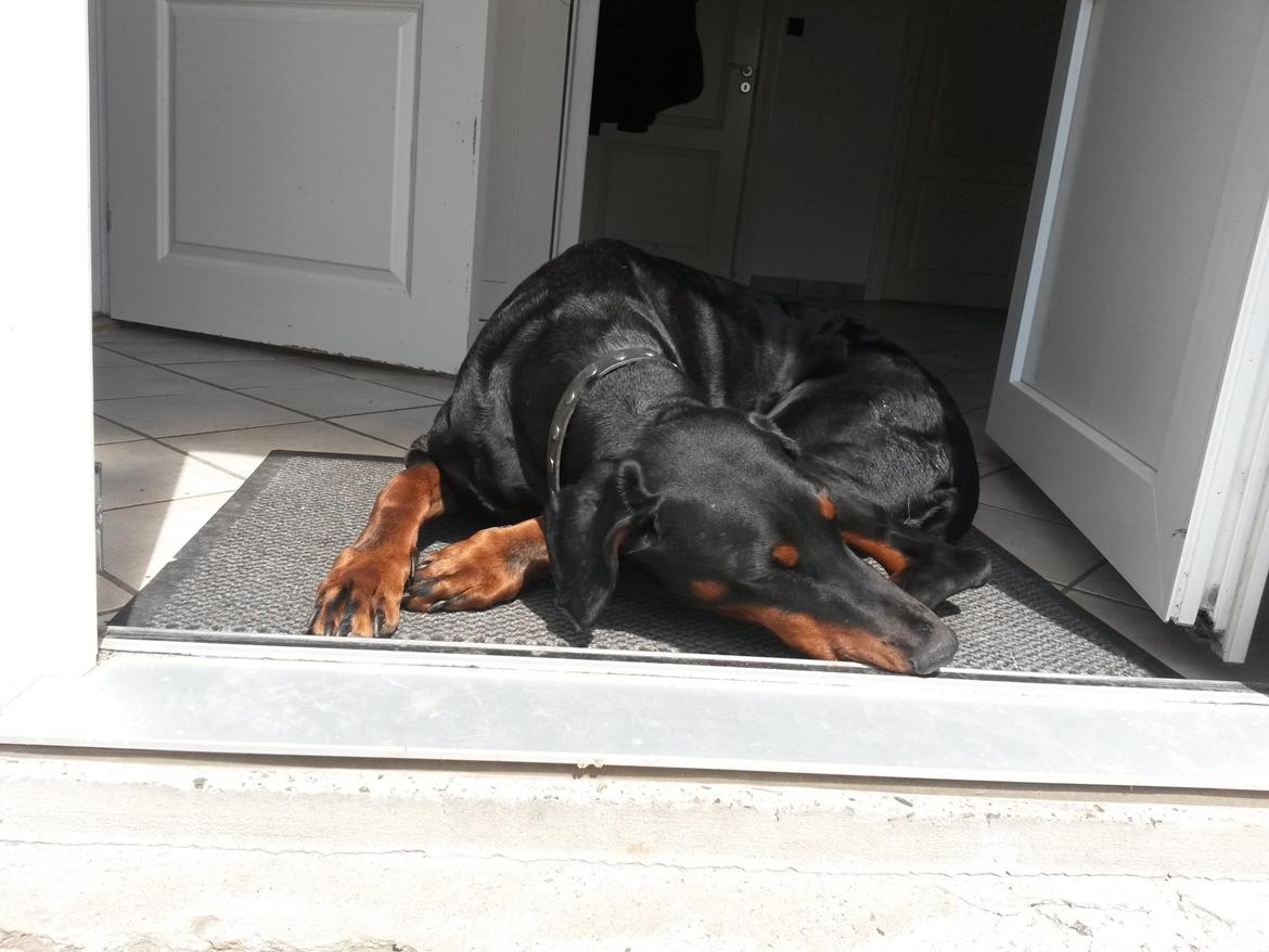 Dobermann Raphaels Kahla-Sheena (Sheena) billede 5