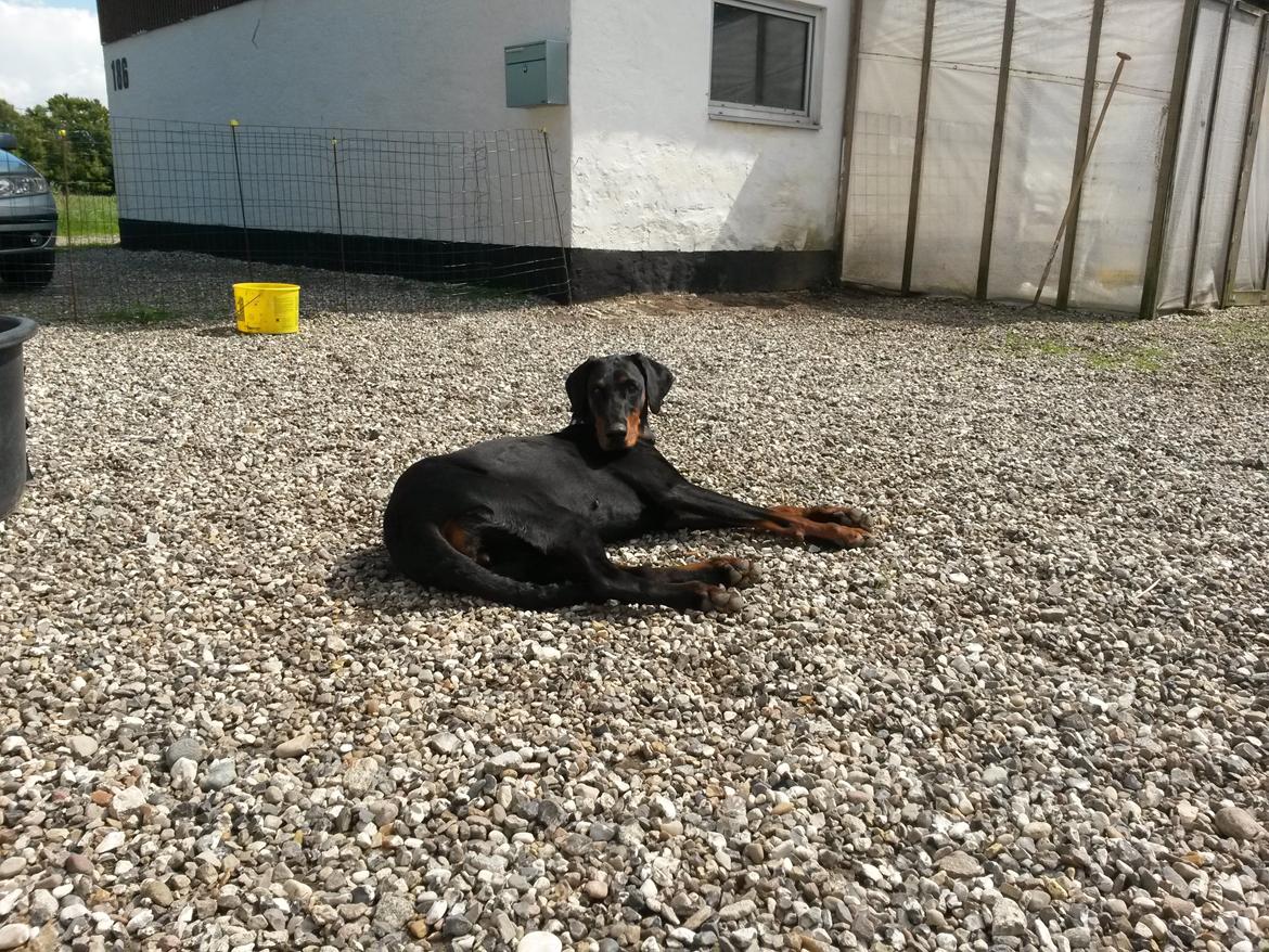 Dobermann Raphaels Kahla-Sheena (Sheena) billede 6