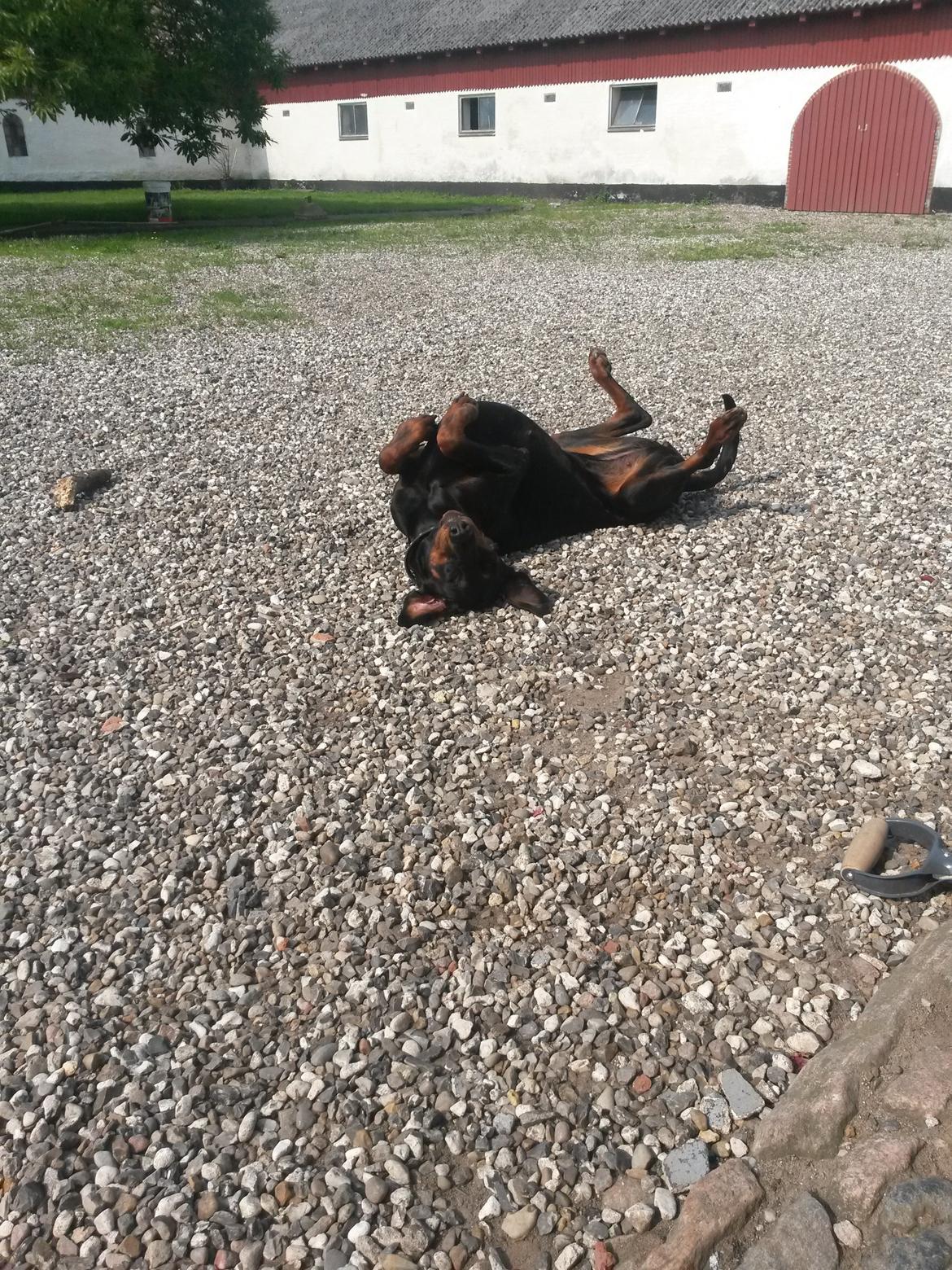 Dobermann Raphaels Kahla-Sheena (Sheena) billede 7