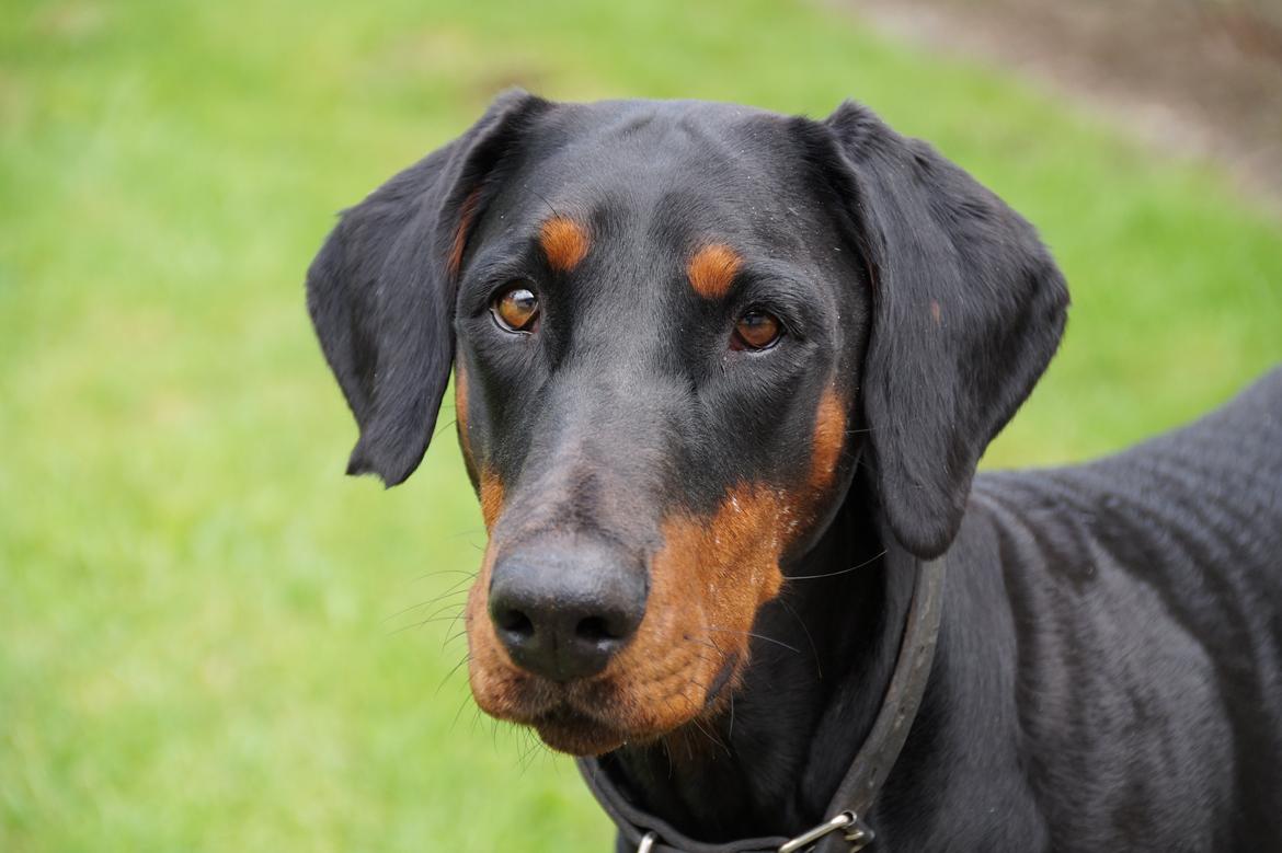 Dobermann Raphaels Kahla-Sheena (Sheena) billede 2