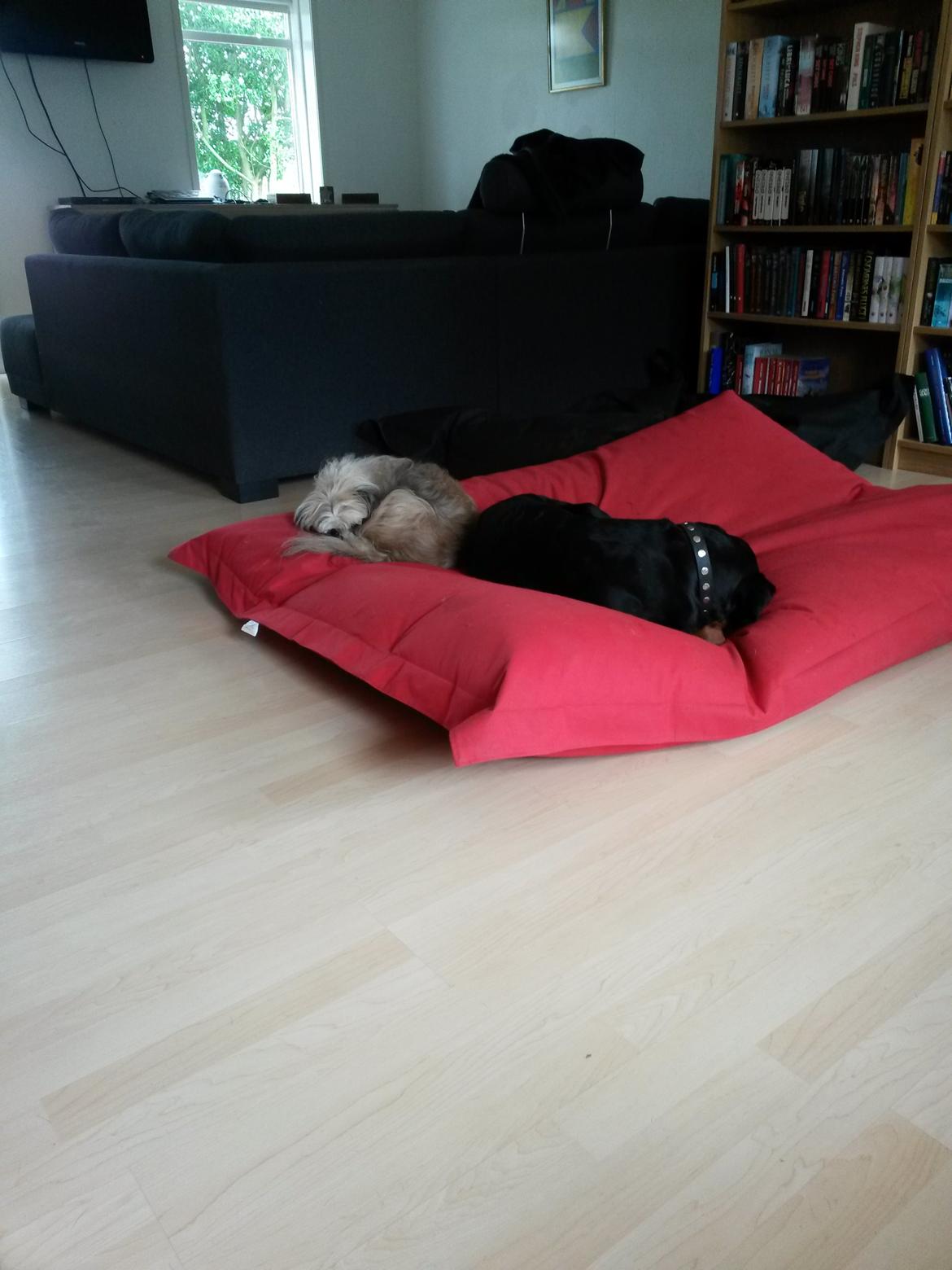 Dobermann Raphaels Kahla-Sheena (Sheena) billede 8