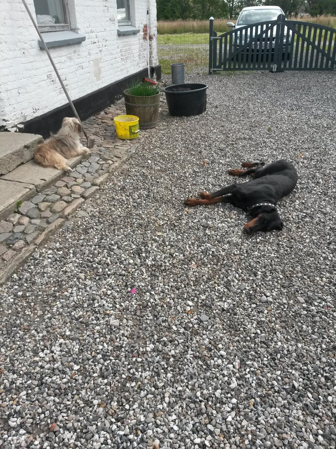 Dobermann Raphaels Kahla-Sheena (Sheena) billede 9