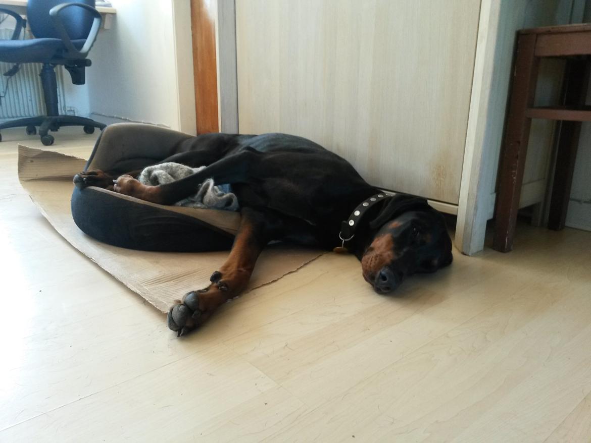 Dobermann Raphaels Kahla-Sheena (Sheena) billede 10