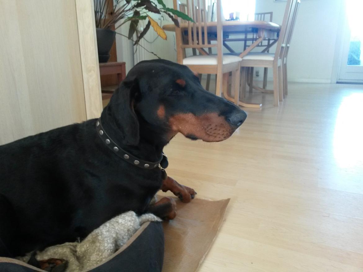 Dobermann Raphaels Kahla-Sheena (Sheena) billede 11