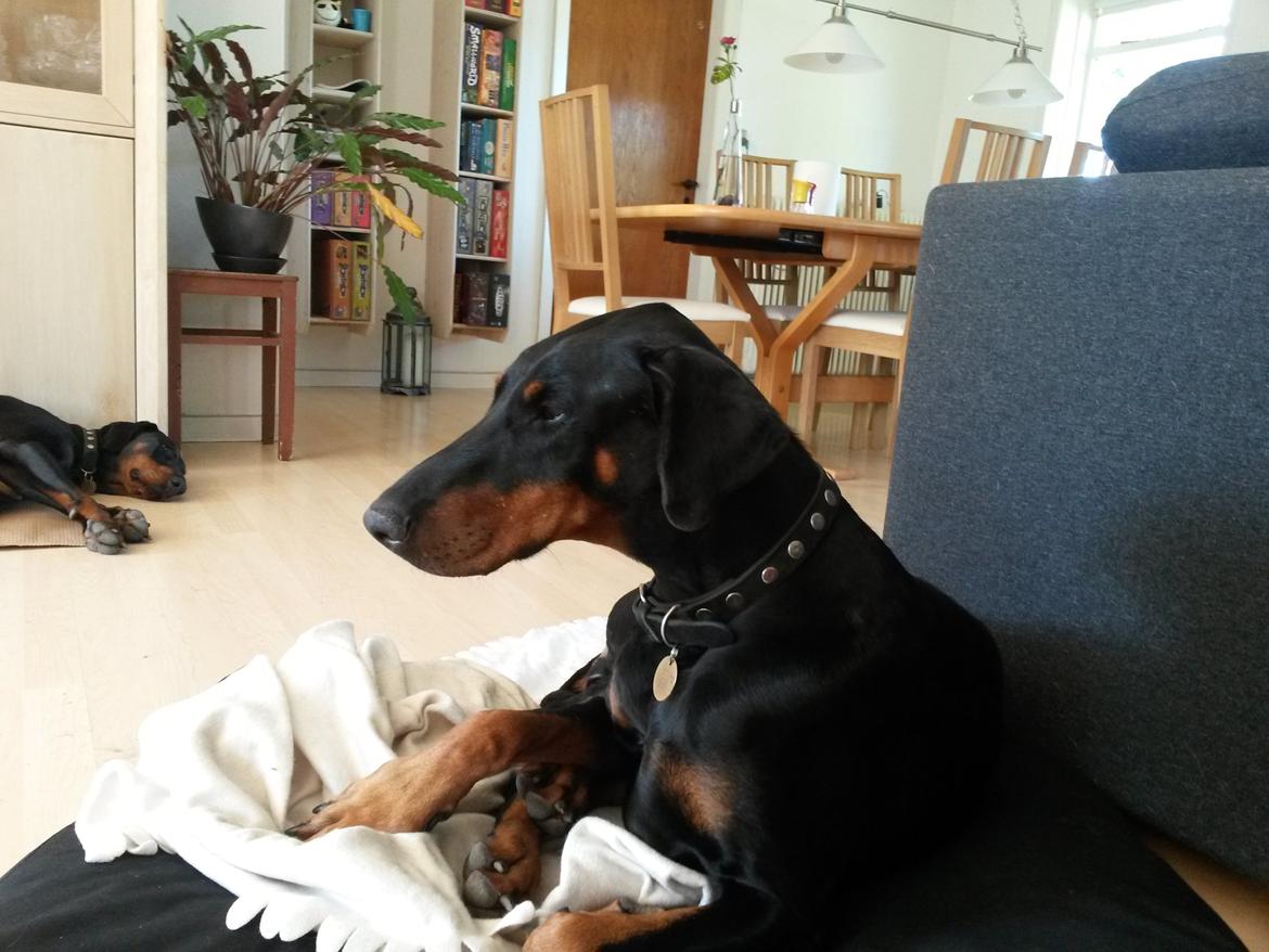 Dobermann Raphaels Fleur R.I.P <3 billede 2