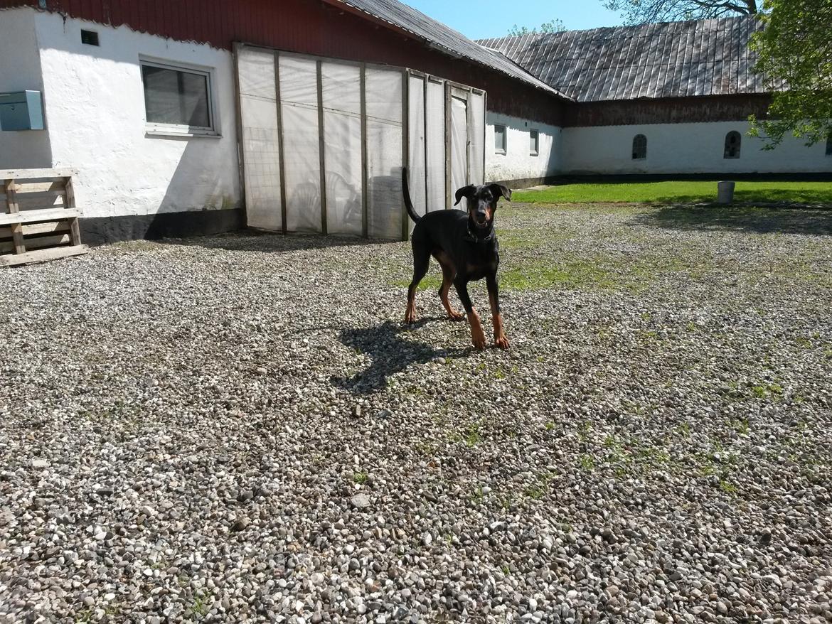 Dobermann Raphaels Fleur R.I.P <3 billede 3