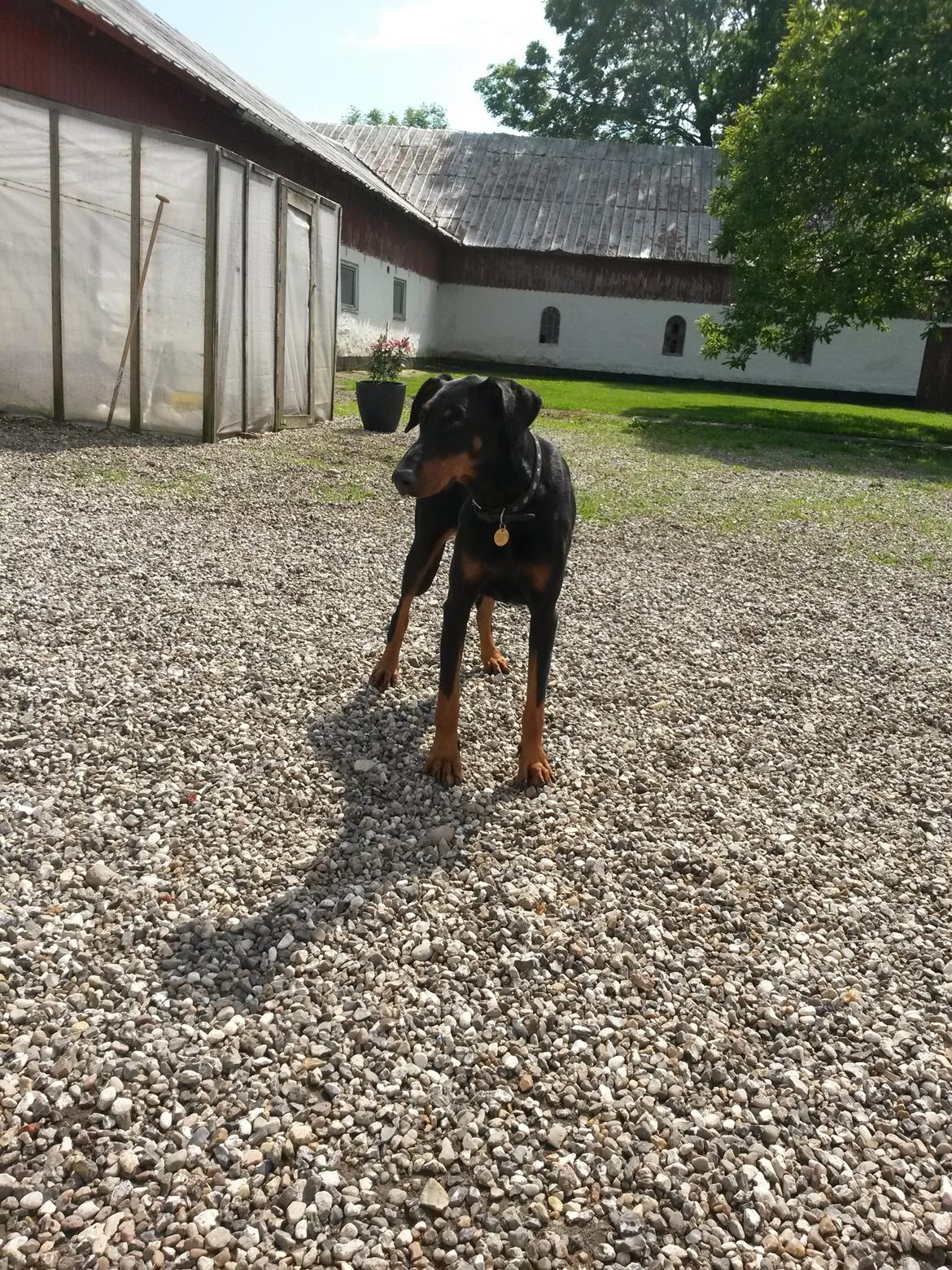 Dobermann Raphaels Fleur R.I.P <3 billede 4