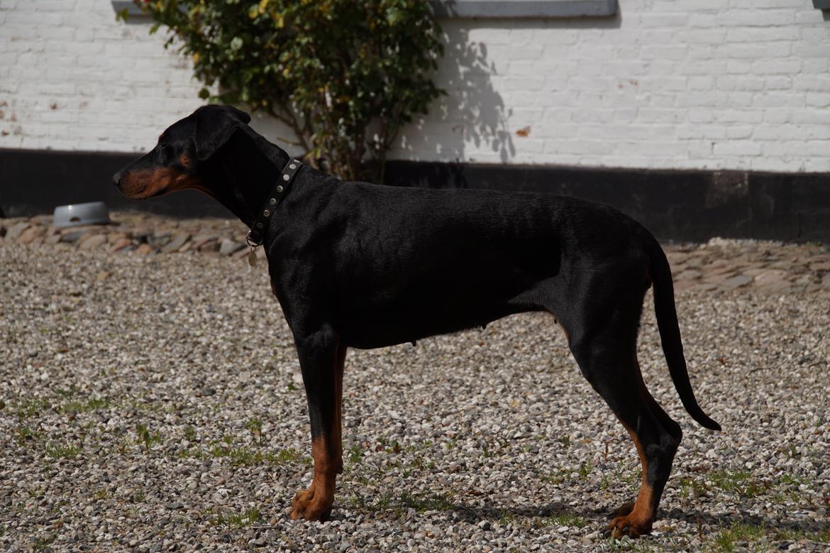 Dobermann Raphaels Fleur R.I.P <3 billede 5