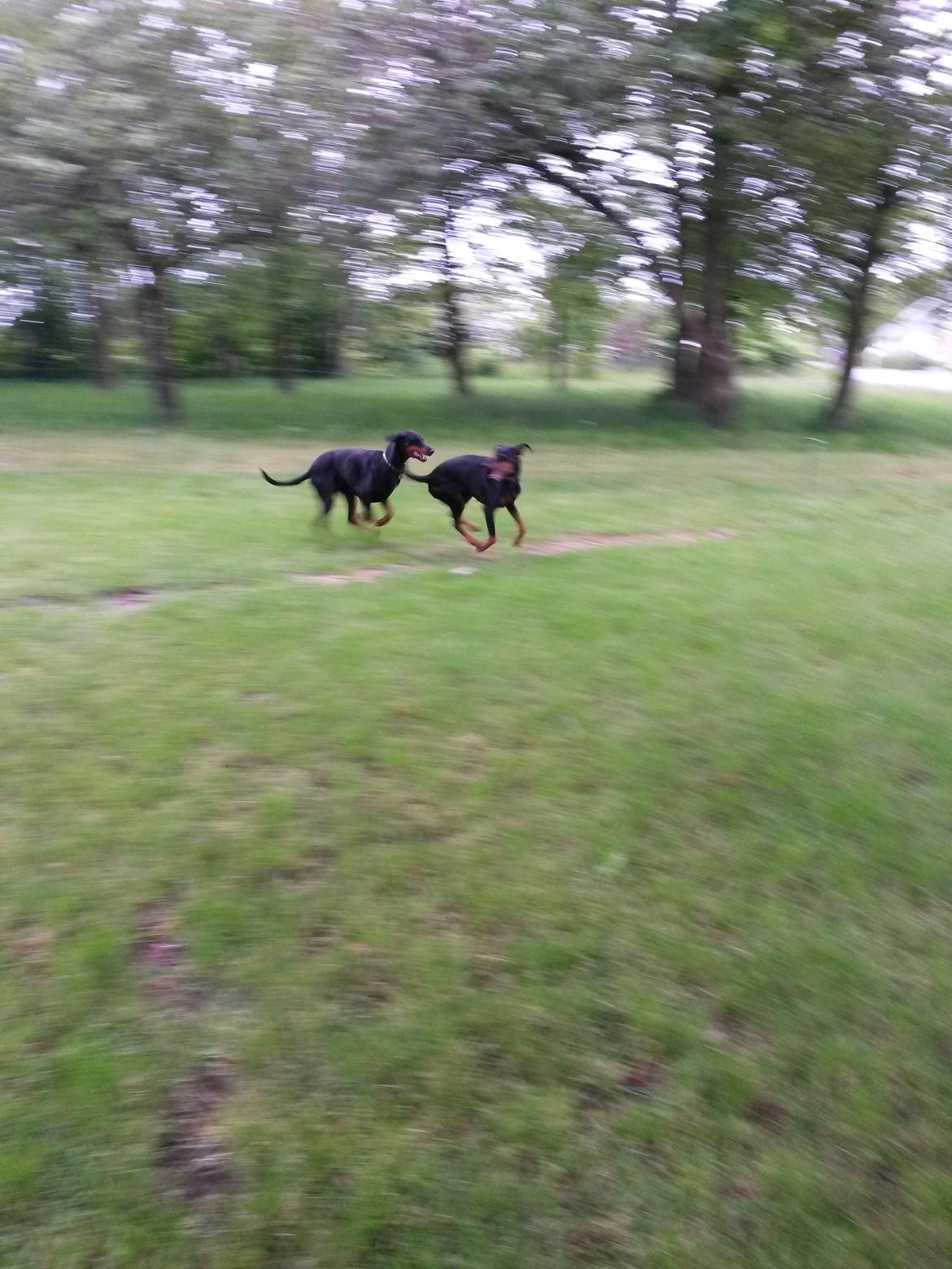 Dobermann Raphaels Fleur R.I.P <3 billede 6