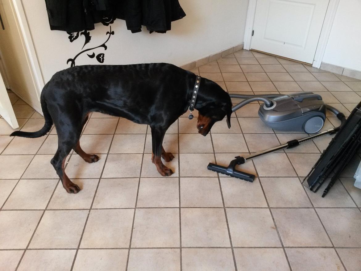 Dobermann Raphaels Kahla-Sheena (Sheena) billede 14