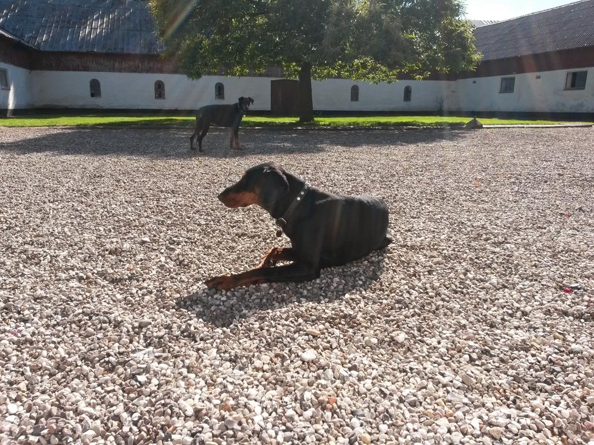 Dobermann Raphaels Kahla-Sheena (Sheena) billede 12