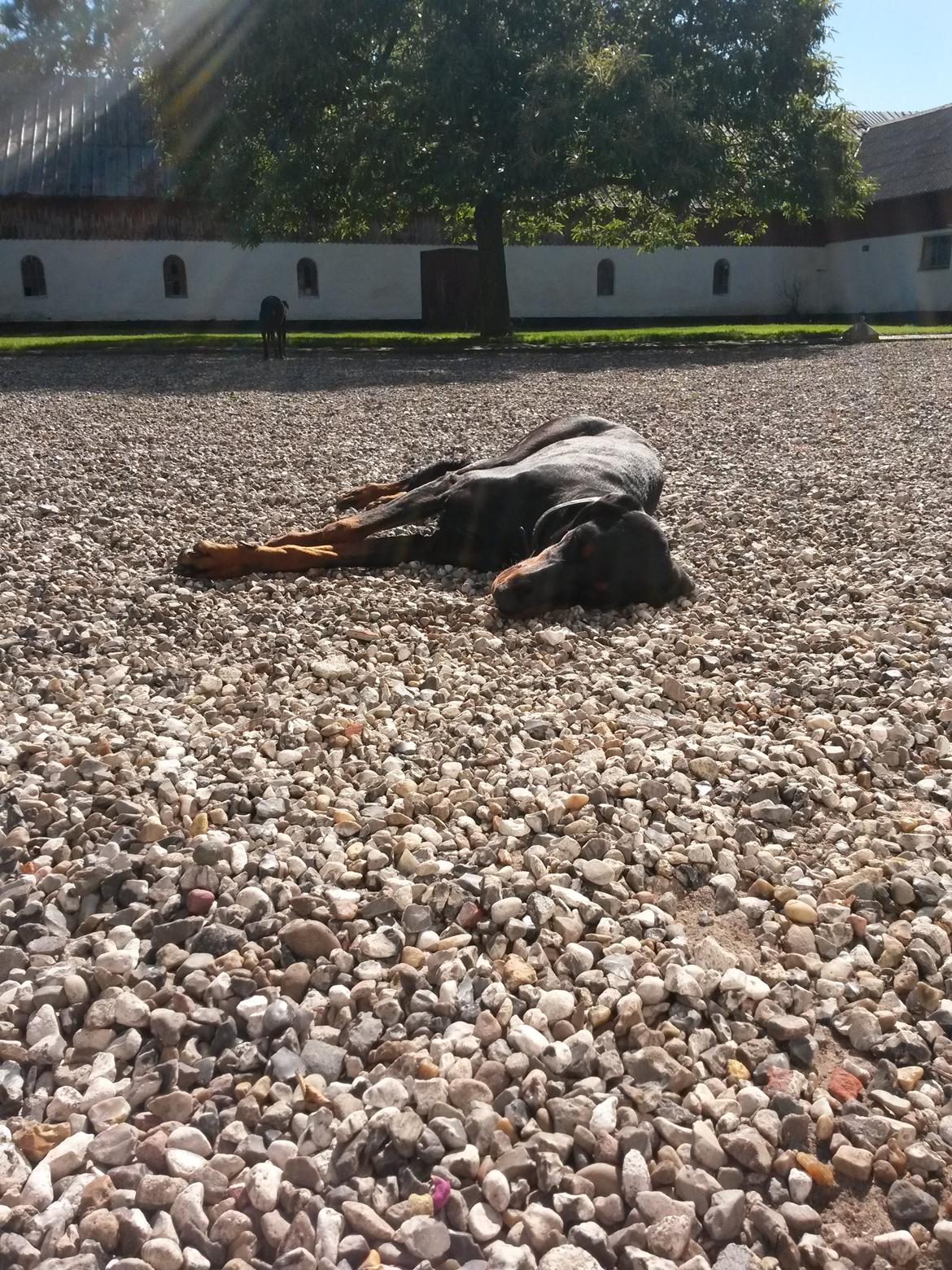 Dobermann Raphaels Kahla-Sheena (Sheena) billede 13