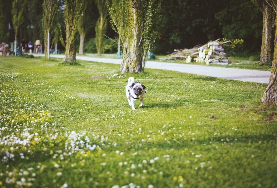 Mops Sally billede 39