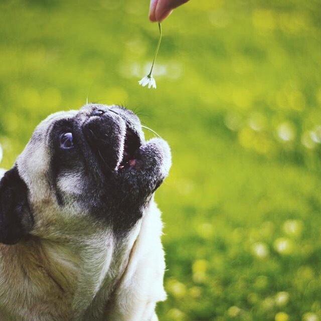 Mops Sally billede 41