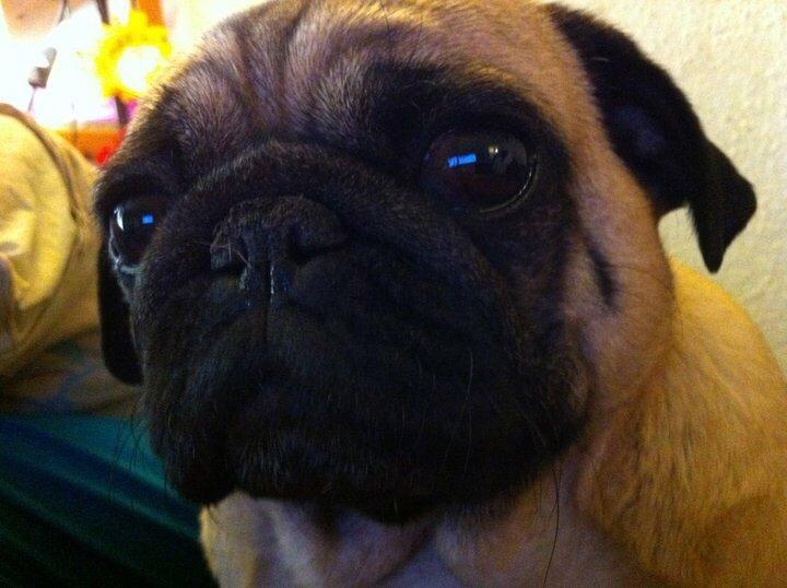 Mops Sally billede 44