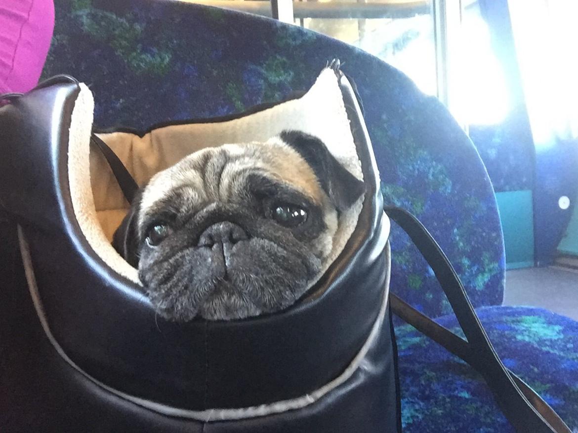 Mops Sally billede 45