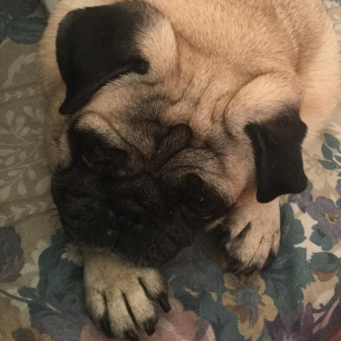 Mops Sally billede 46