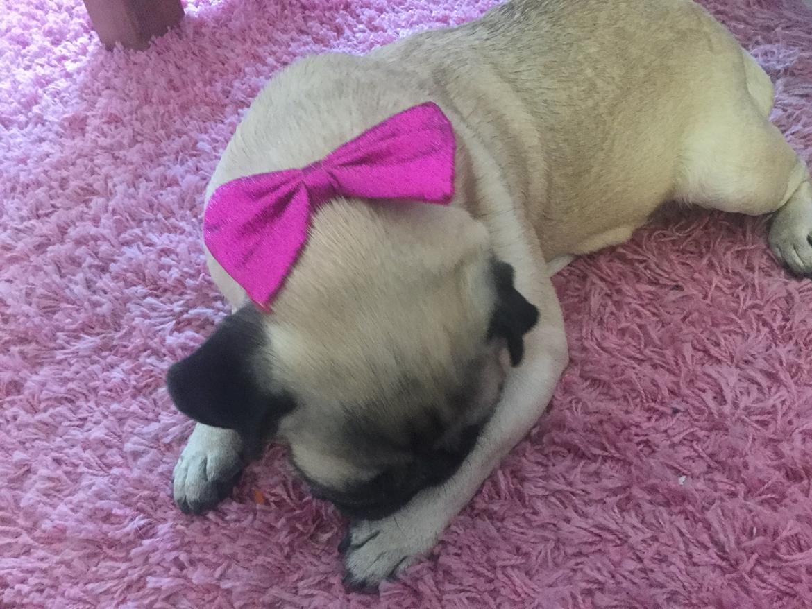 Mops Sally billede 48