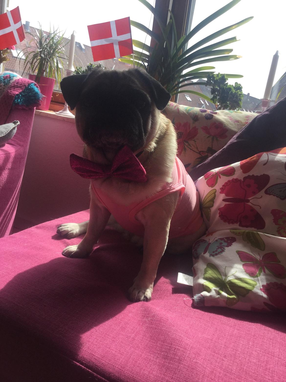 Mops Sally billede 49