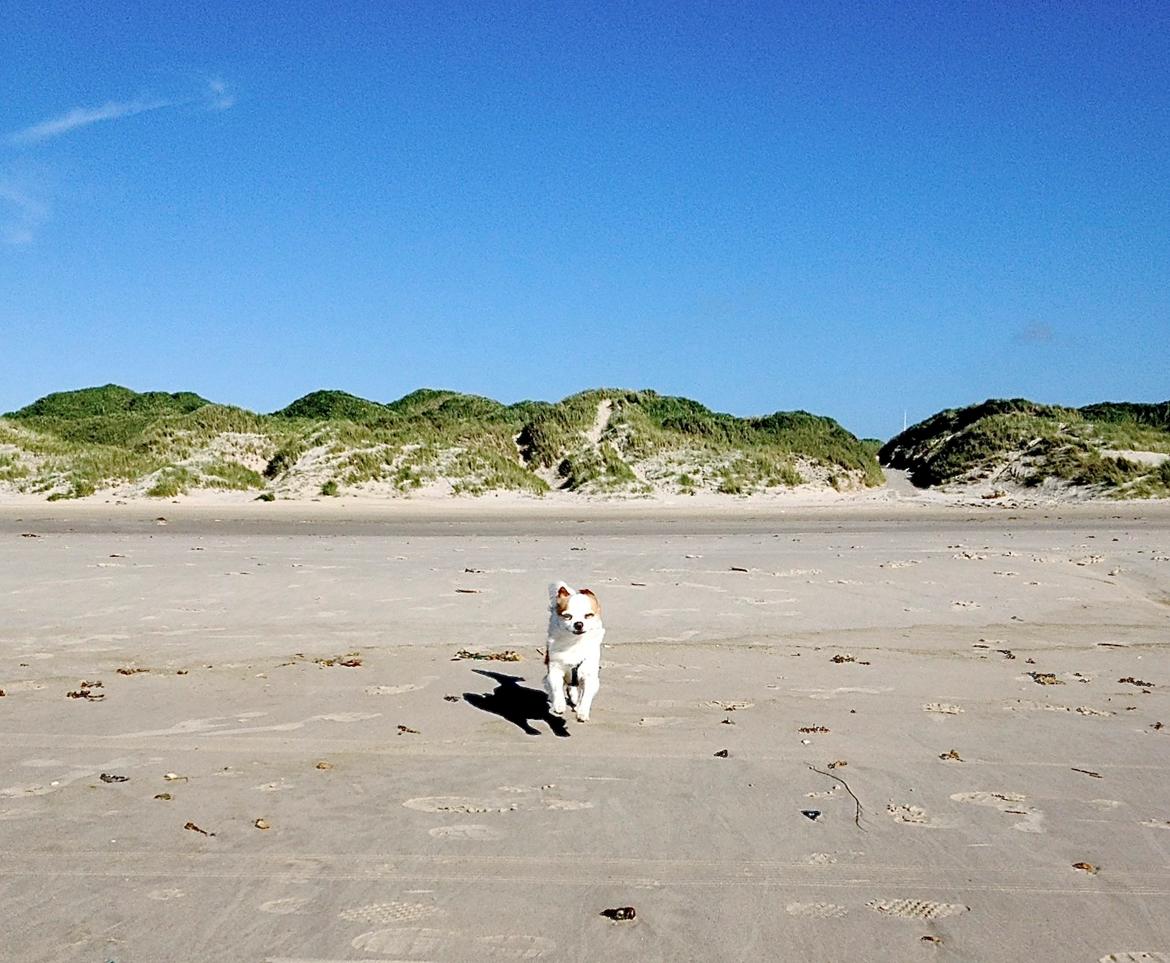 Chihuahua Viktor billede 33