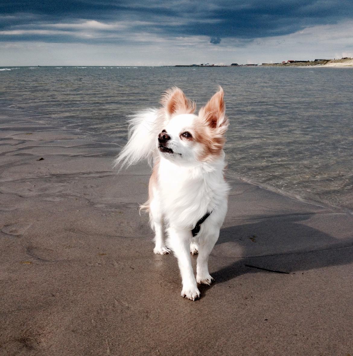 Chihuahua Viktor billede 34