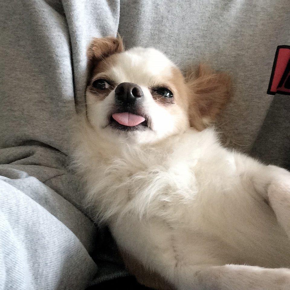 Chihuahua Viktor billede 35