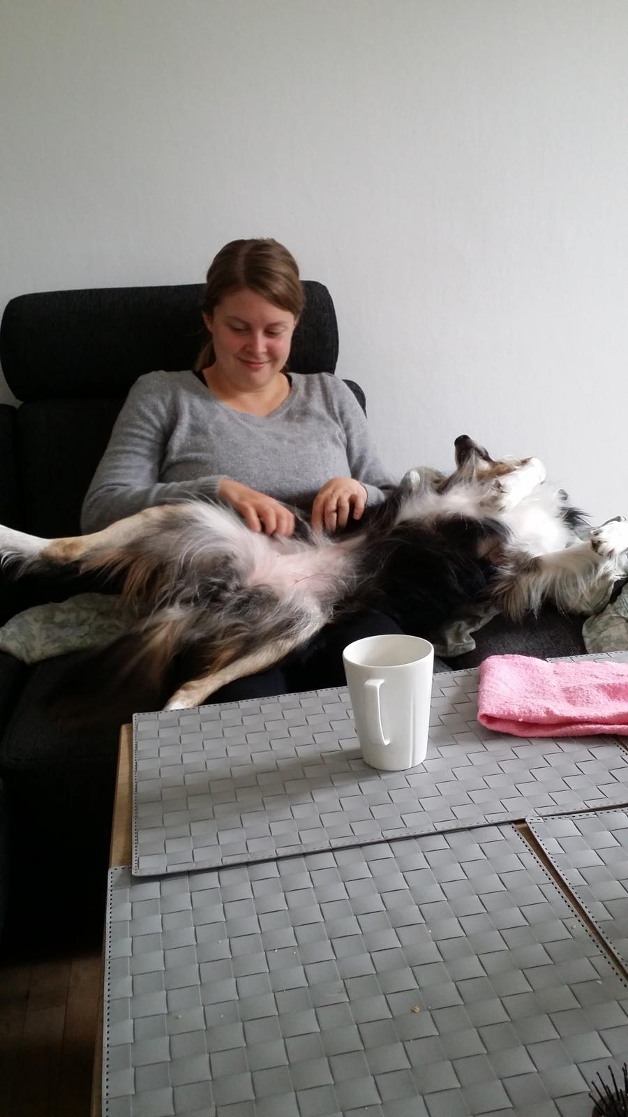 Border collie Krauholt Tzatziki (Nessie) billede 13