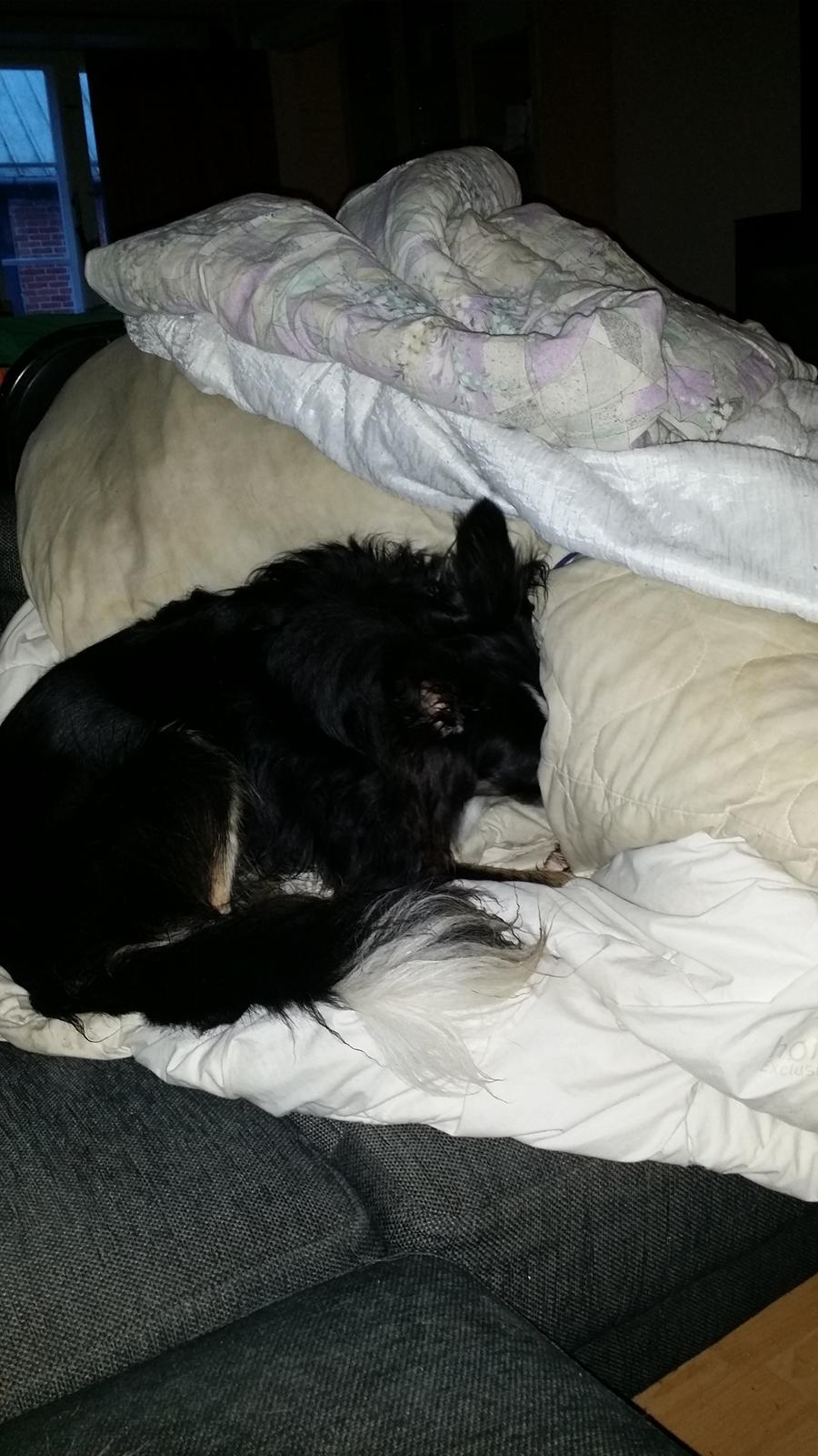 Border collie Krauholt Tzatziki (Nessie) billede 14