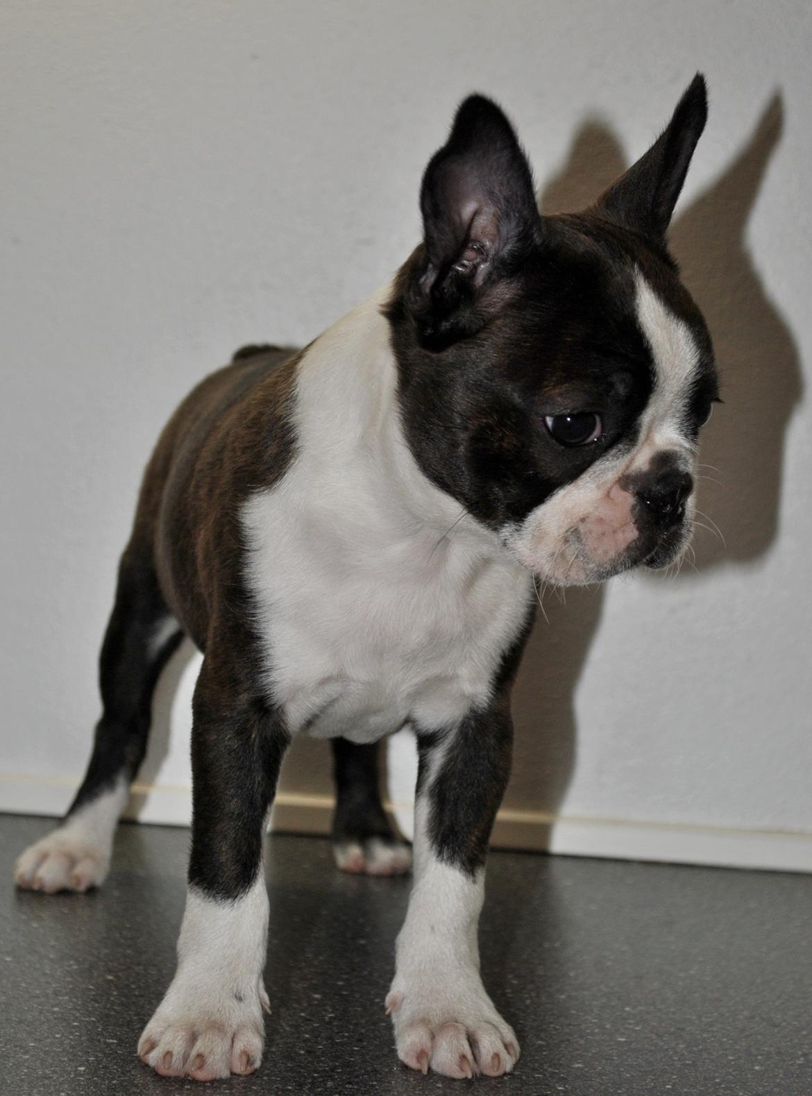 Boston terrier Dream of Jana vom Greifenring billede 9