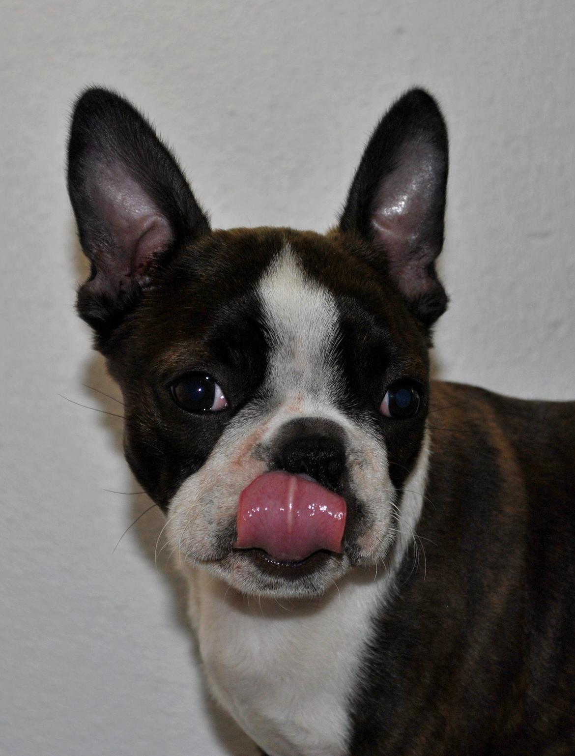 Boston terrier Dream of Jana vom Greifenring billede 23