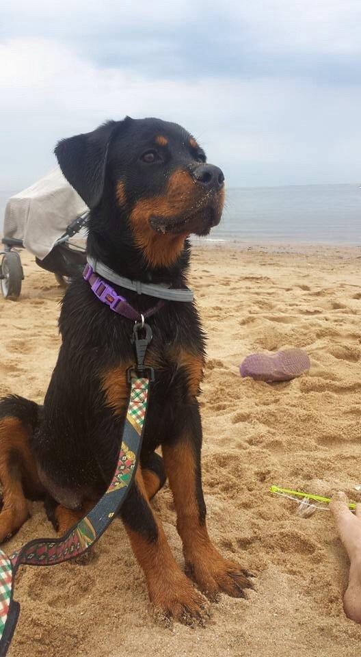 Rottweiler Quato billede 2