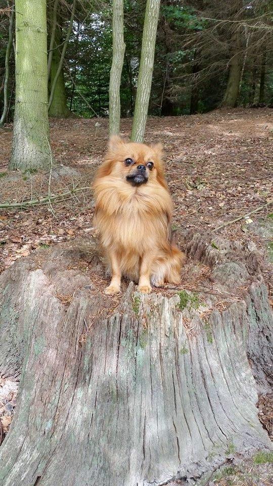 Pomeranian Milo  billede 6