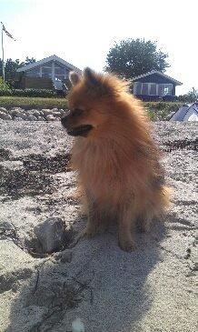 Pomeranian Milo  billede 8