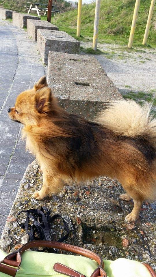 Pomeranian Milo  billede 9