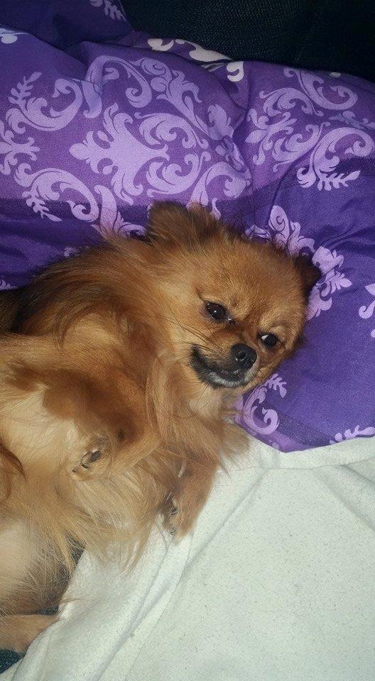 Pomeranian Milo  billede 10
