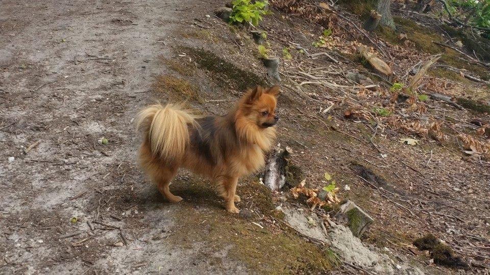 Pomeranian Milo  billede 7