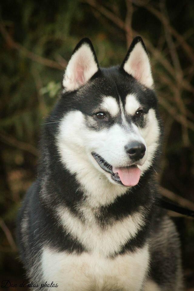 Siberian husky Zeus billede 8