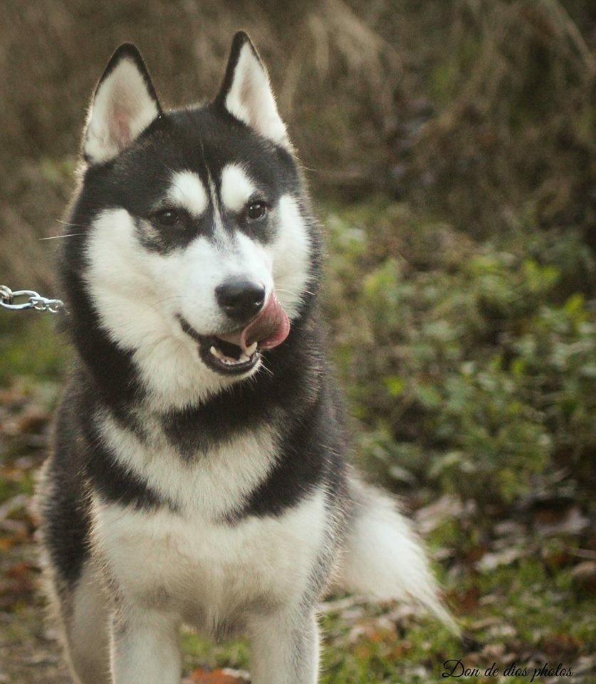 Siberian husky Zeus billede 10