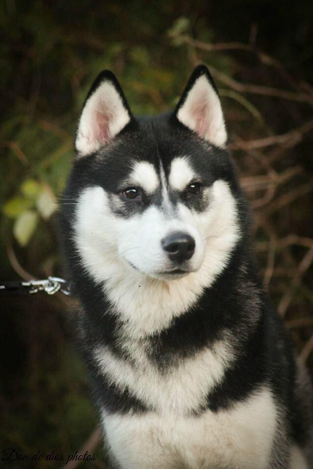 Siberian husky Zeus billede 9