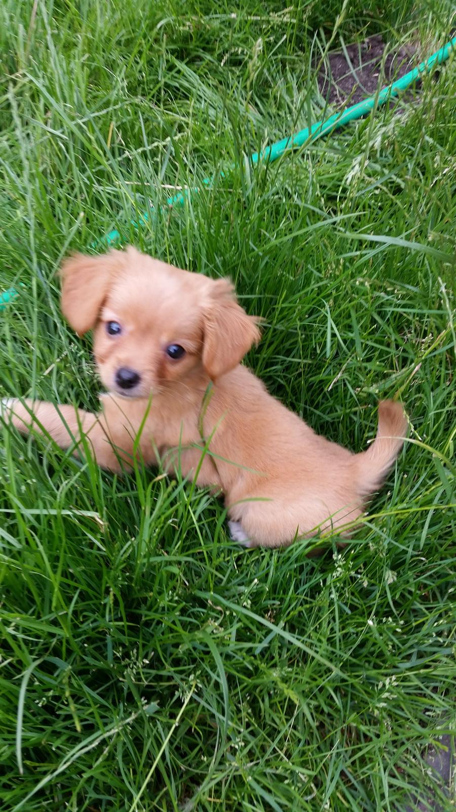 Blanding af racer Nala billede 10