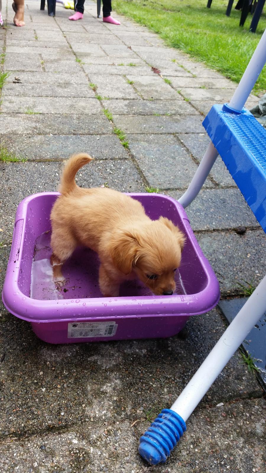 Blanding af racer Nala billede 9