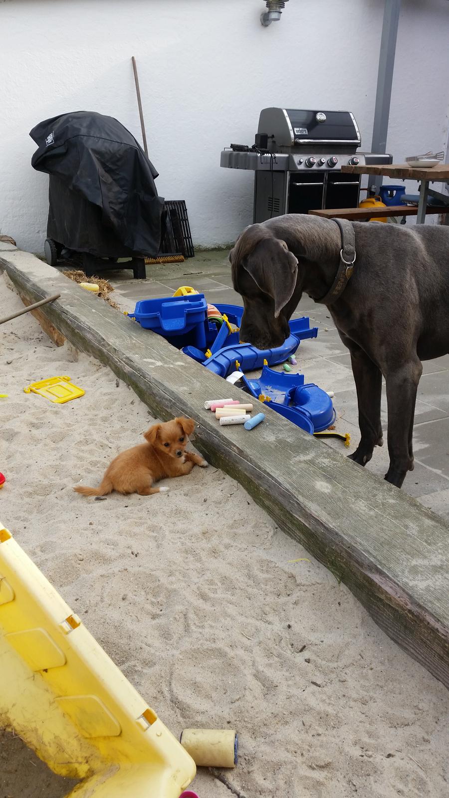 Blanding af racer Nala billede 12