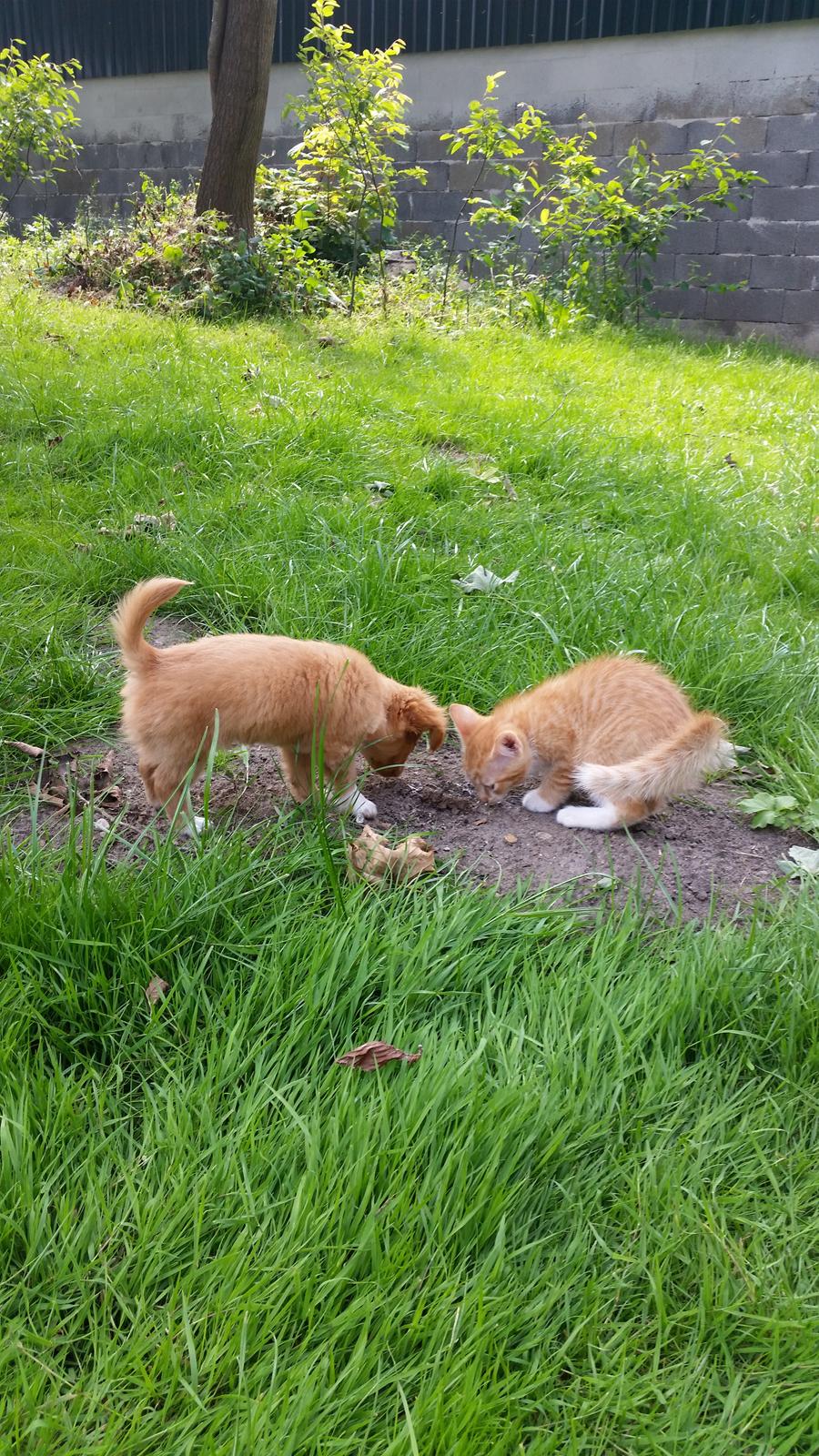 Blanding af racer Nala billede 13