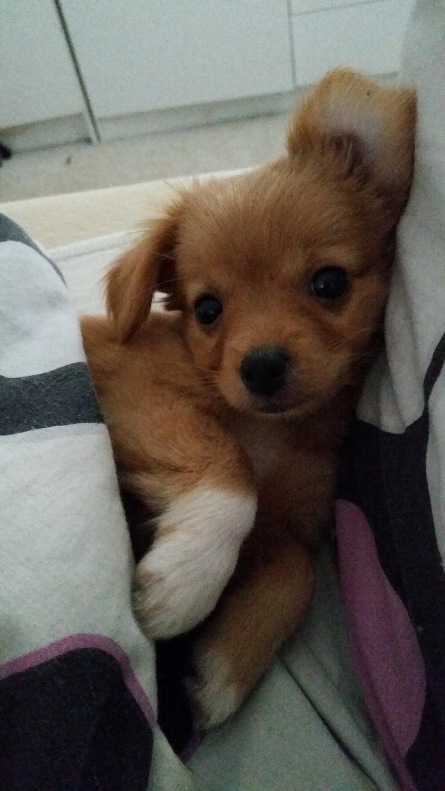 Blanding af racer Nala billede 14