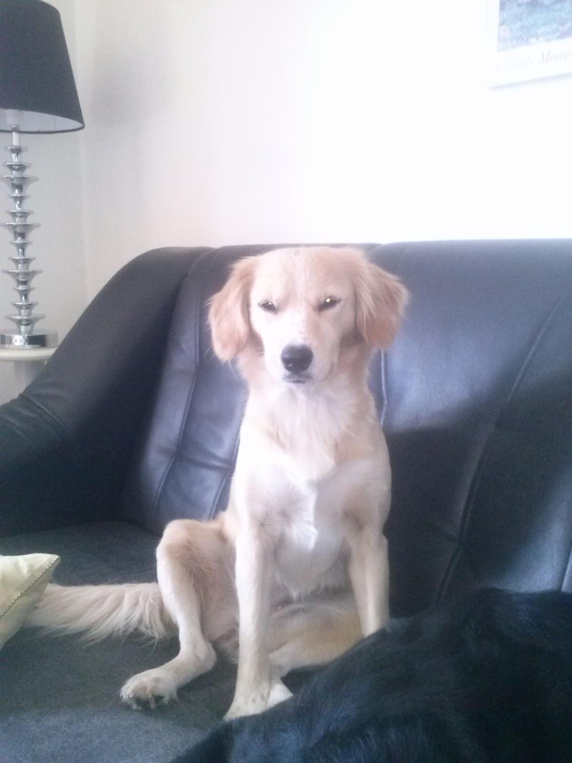 Blanding af racer Zita billede 9