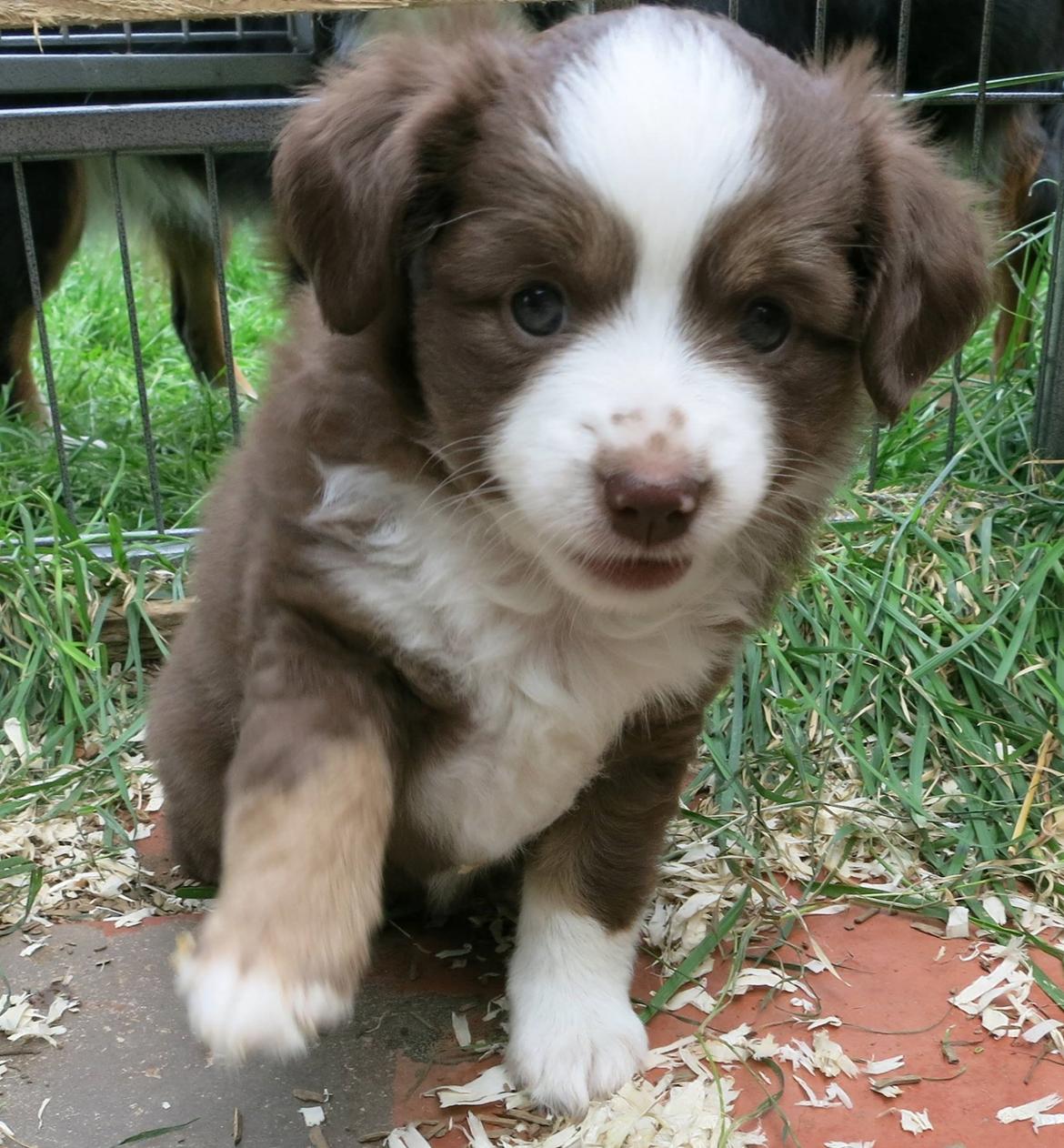 Miniature American Shepherd Little Moon Aussie's CherryMilk (Cif) billede 18